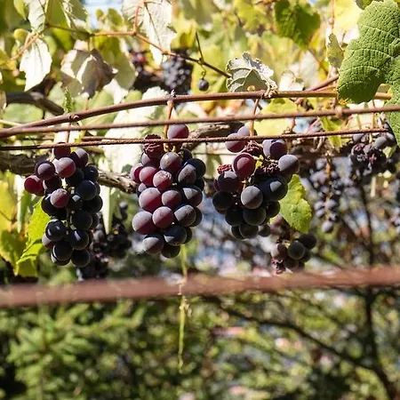 Hébergement de vacances Quinta Leiras