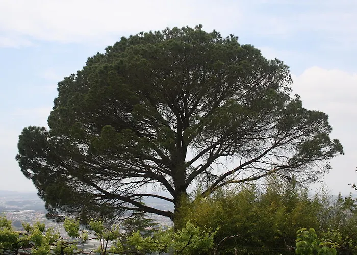 Quinta Leiras סנטו טירסו